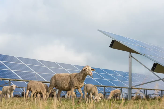 Quarante moutons lâchés au pied d'une centrale solaire : les panneaux produisent désormais plus d'énergie, et les bergers n'en reviennent pas