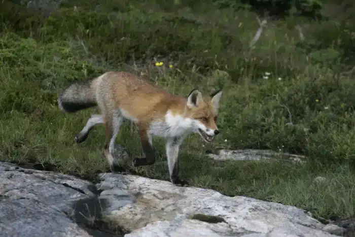 Ces renards en danger d'extinction refusent de retourner dans la nature : ils préfèrent vivre sous des panneaux solaires
