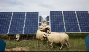 40 moutons lâchés sous des panneaux solaires : les éleveurs ont découvert un effet que personne n'avait prévu sur la production d'énergie