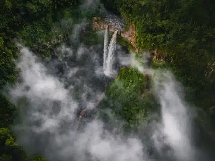 À 626 mètres sous terre, une forêt entière pousse dans le noir : les biologistes l'ont découvert en Chine