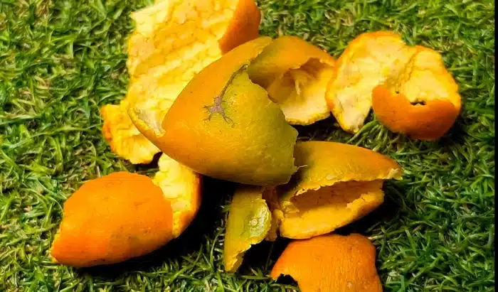 En 1997, une usine de jus a déversé 12 000 tonnes d'écorces d'orange sur un terrain stérile du Costa Rica : 16 ans plus tard, les scientifiques n'en croyaient pas leurs yeux
