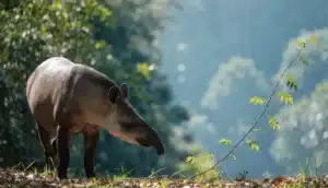 Cette famille a planté 840 000 arbres sur un ancien pâturage : 25 ans plus tard, un animal qu'on croyait disparu depuis un siècle est réapparu