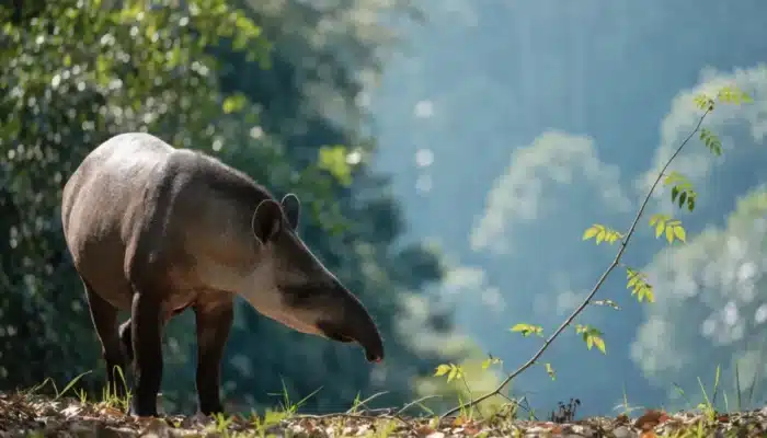 Cette famille a planté 840 000 arbres sur un ancien pâturage : 25 ans plus tard, un animal qu'on croyait disparu depuis un siècle est réapparu