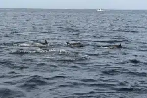 Des bouteilles en plastique recyclé attachées aux filets de pêche, les dauphins les repèrent et 88 % des captures accidentelles s'annulent