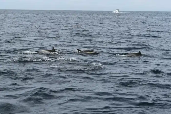 Des bouteilles en plastique recyclé attachées aux filets de pêche, les dauphins les repèrent et 88 % des captures accidentelles s'annulent