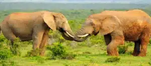 Des chercheurs ont employé l'IA pour révéler que les éléphants possèdent des noms personnels