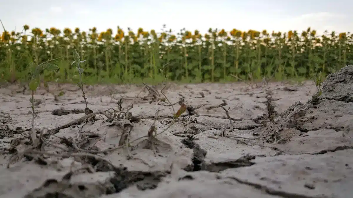 Encore une canicule ? La chaleur est de retour en France dès la semaine prochaine
