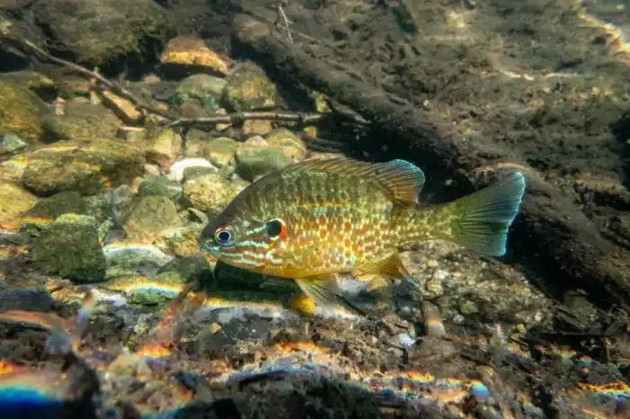 Des chercheurs ont déposé 4 450 morceaux de bois dans une rivière australienne : en sept ans, la population de morue a été multipliée par trois et celle de perche a doublé dans ces secteurs