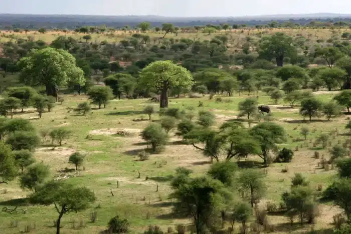 Ils ont essayé de planter des arbres dans le Sahara sans succès, puis après avoir libéré 500 tortues, le désert est devenu visible depuis l’espace