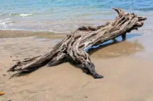 « Je pensais faire des économies avec le bois flotté » : quand elle a gratté la paroi de son foyer, elle a découvert ce que le sel marin fait vraiment à la fonte
