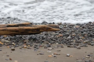 L'Armée du Corps des ingénieurs de Seattle enlève jusqu'à 900 tonnes de bois flotté géant chaque année, 80 % est réutilisé pour recréer des habitats pour la faune