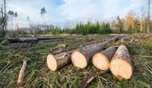 Un couple du Mississippi a compté à la main 1 299 arbres abattus par erreur sur leur terrain : leur liste manuscrite leur a fait gagner 41 920 $ en justice